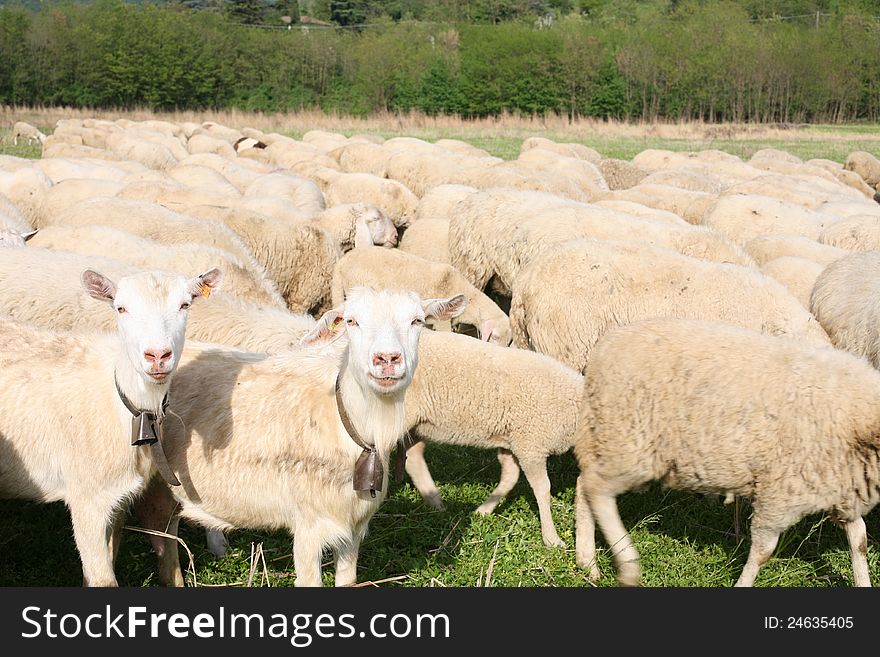 Herd of sheep grazing in green field