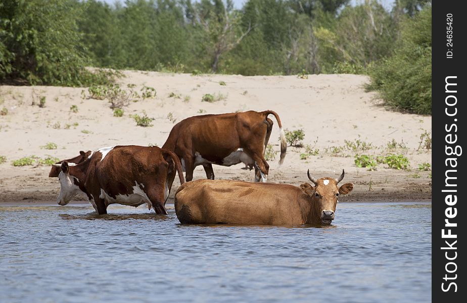 Cows drinking and swimming at a riverbank. Cows drinking and swimming at a riverbank
