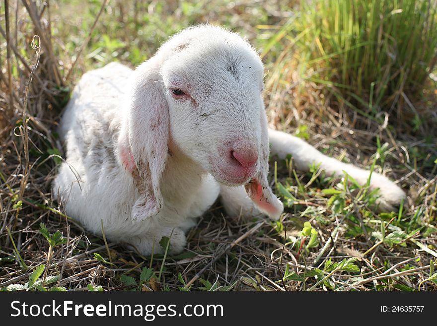 Newborn lamb resting in the field