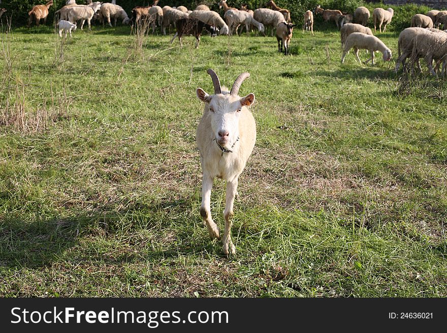 Portrait of a goat grazing