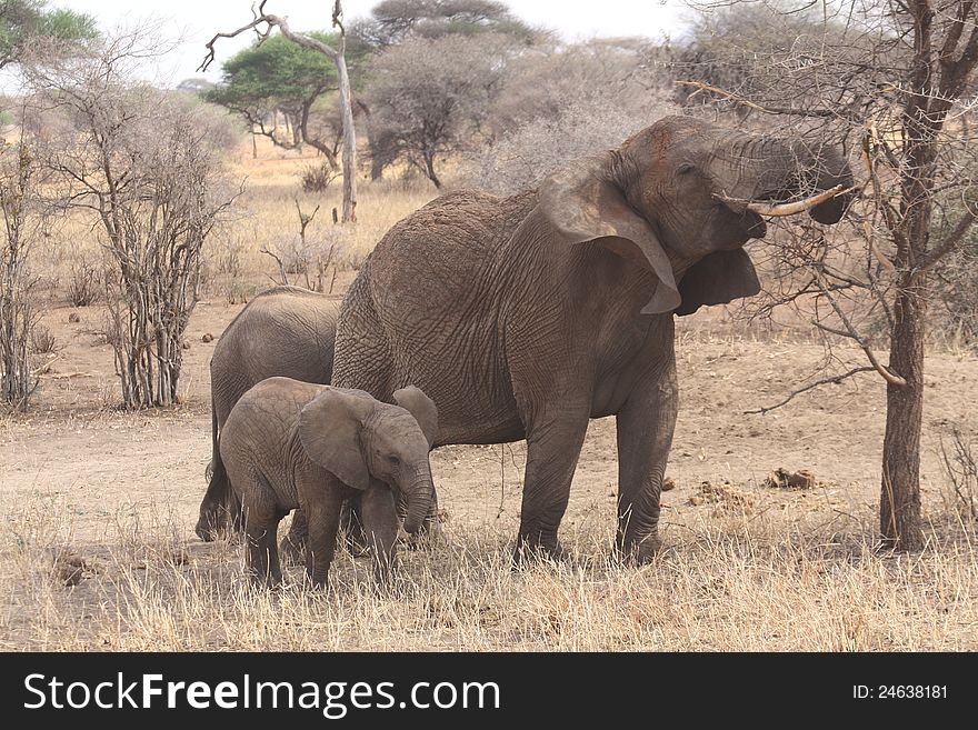 A family group of elephants eat dry grass and branches in the Serengetti National Park Tanzania. A family group of elephants eat dry grass and branches in the Serengetti National Park Tanzania.