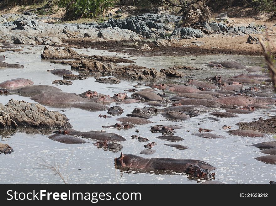 Hippopotamuses pack into a small muddy pool. Taken in the Serengetti National Park, Tanzania in the dry season. Hippopotamuses pack into a small muddy pool. Taken in the Serengetti National Park, Tanzania in the dry season.