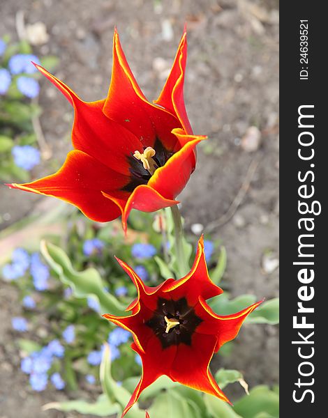 Three red tulips In the garden In spring