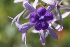 Petrea Volubilis, Commonly Known As Purple Wreath, Queen& X27 S Wreath, Sandpaper Vine, And Nilmani, Is An Evergreen Flowering Vin Stock Photos