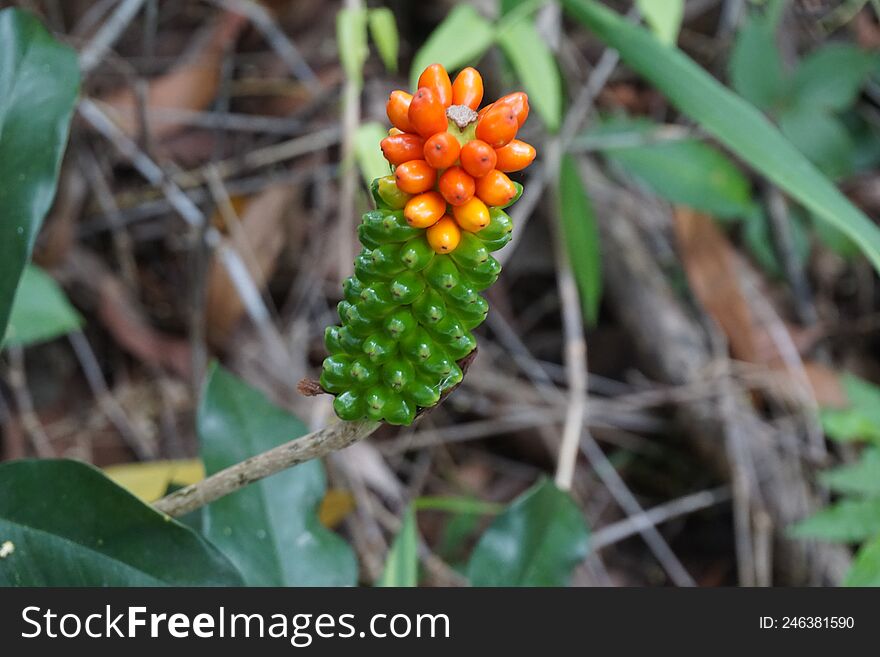 Pseudodracontium fallax fruit - Family: Araceae