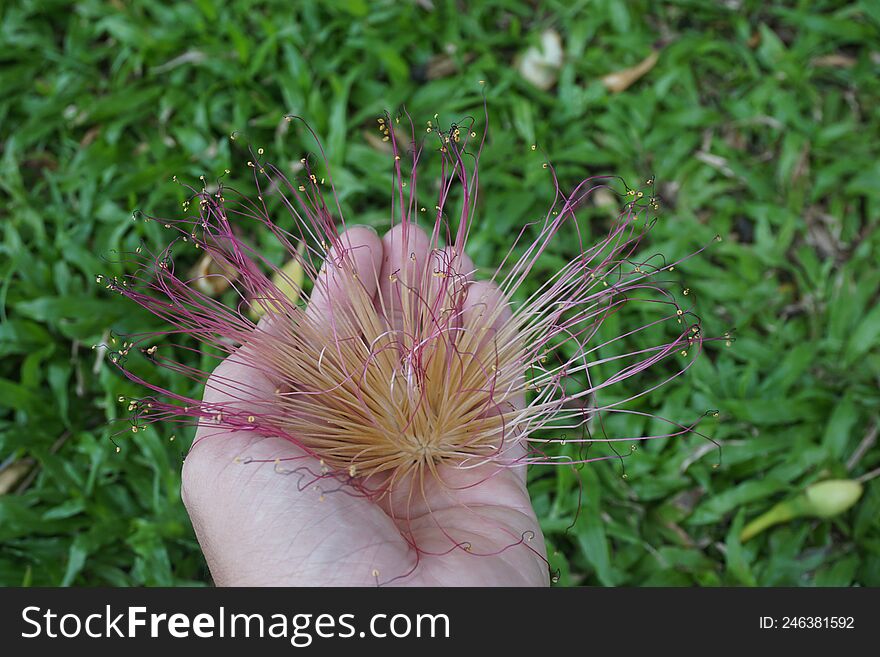 Barringtonia asiatica flower on hand