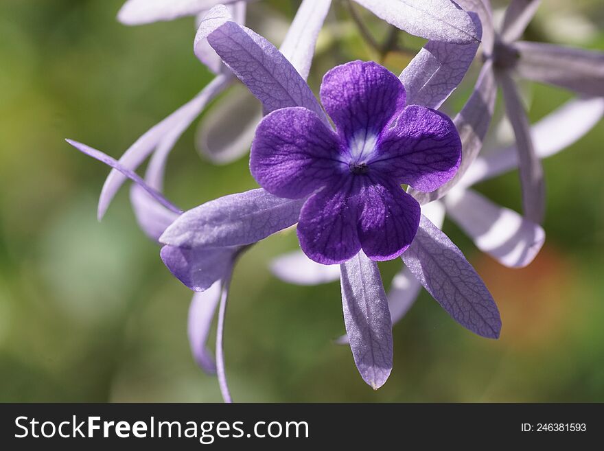 Petrea Volubilis, Commonly Known As Purple Wreath, Queen& X27 S Wreath, Sandpaper Vine, And Nilmani, Is An Evergreen Flowering Vin