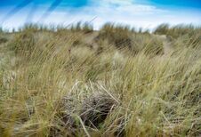 Sand Dune Grass Blowing In The Wind Royalty Free Stock Image