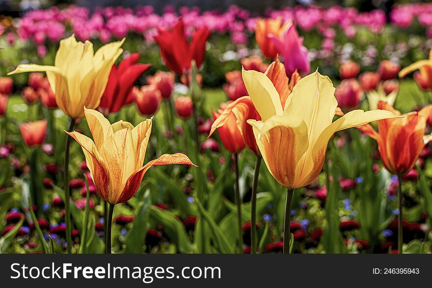 Yellow and red tulips in foreground with other coloured flowers blurred in background