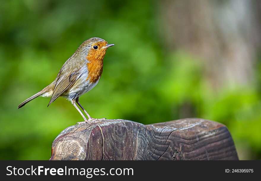 Robin perched on block of wood