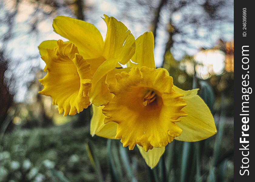 Two Daffodils In Close Up.