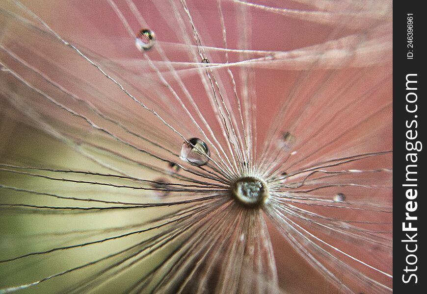 Water droplets on a dandelion seed, macro