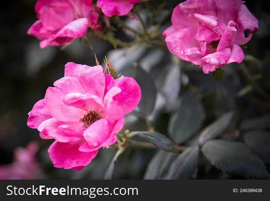 Small Pink Flower Roses blossoming