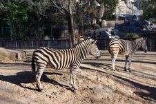 Two Zebras Standing Out In The Sun Stock Images Two Zebras Standing Out In The Sun Stock Images