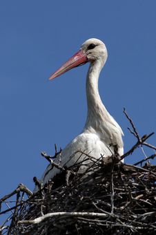 White Stork Royalty Free Stock Photo White Stork Royalty Free Stock Photo
