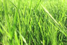 Green Grass With Dew In The Morning Stock Photos Green Grass With Dew In The Morning Stock Photos