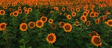 Sunflower Field In Warm Evening Light Royalty Free Stock Photography Sunflower Field In Warm Evening Light Royalty Free Stock Photography