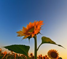 Sunflower Field In Warm Evening Light Stock Photography Sunflower Field In Warm Evening Light Stock Photography