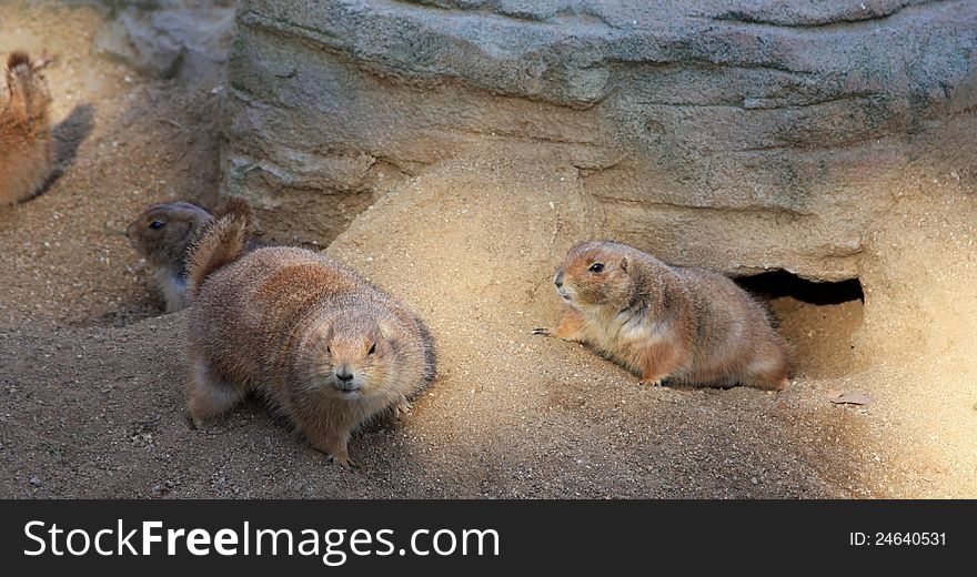 Funny marmot family