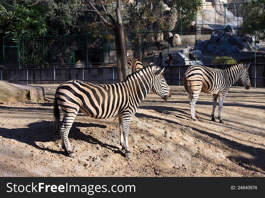 This image represents two zebras standing out in the sun