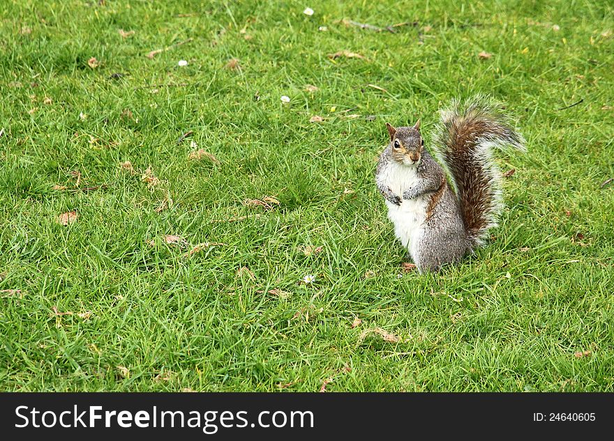 Squirrel standing in a grass in the park. Squirrel standing in a grass in the park