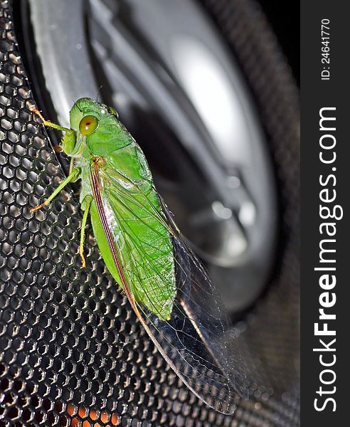 Green Cicada