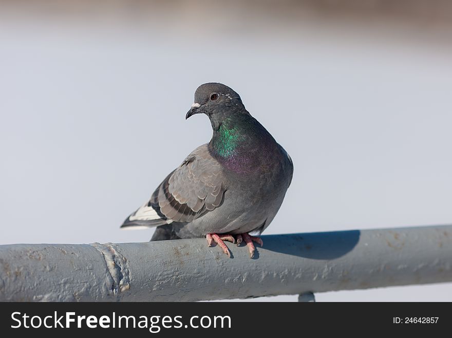 Gray pigeon on a handrail close up