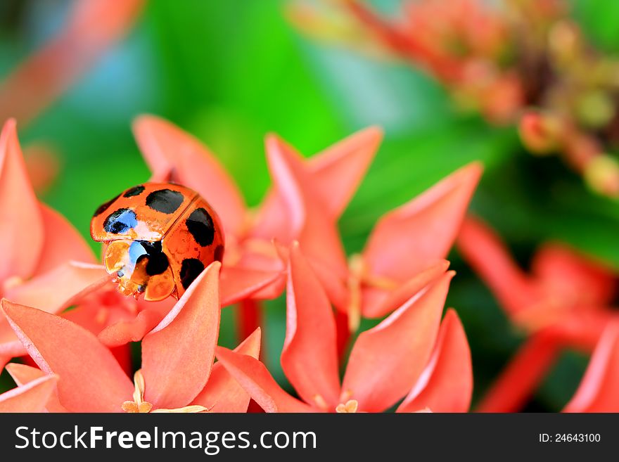 Ladybird On Flowers