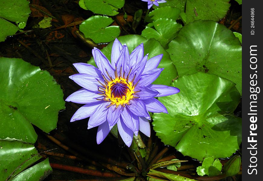 Beautiful Purple and Yellow Waterlily Flower. Beautiful Purple and Yellow Waterlily Flower