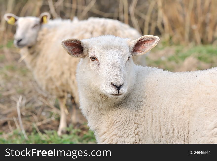 Lamb and sheep in a meadow. Lamb and sheep in a meadow