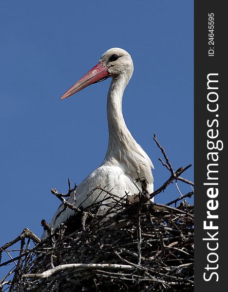 The White Stork (Ciconia ciconia) is a large wading bird in the stork family Ciconiidae, breeding in the warmer parts of Europe (north to Estonia), northwest Africa, and southwest Asia (east to southern Kazakhstan). It is a strong migrant, wintering mainly in tropical Africa, down to the south of South Africa, and also in the Indian subcontinent.