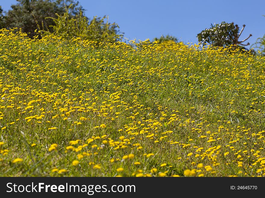 Field Of Daisies