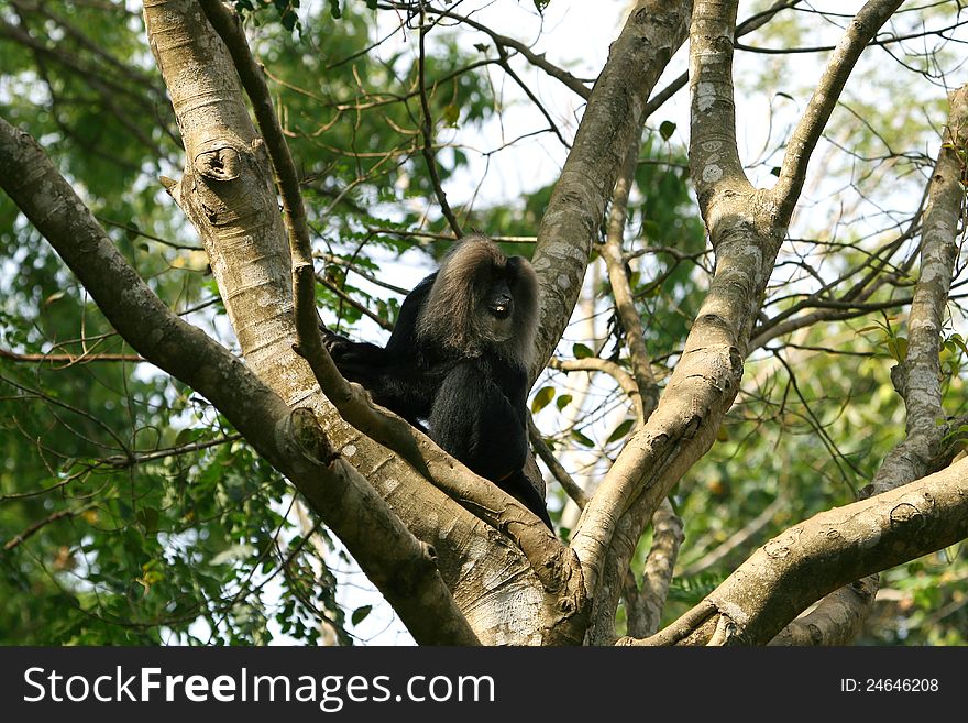 Lion-tailed macaque on the tree branch. Lion-tailed macaque on the tree branch