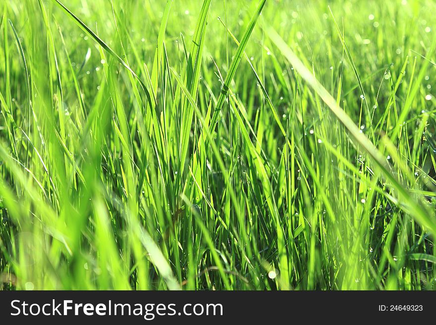 Green grass with dew in the morning close-up