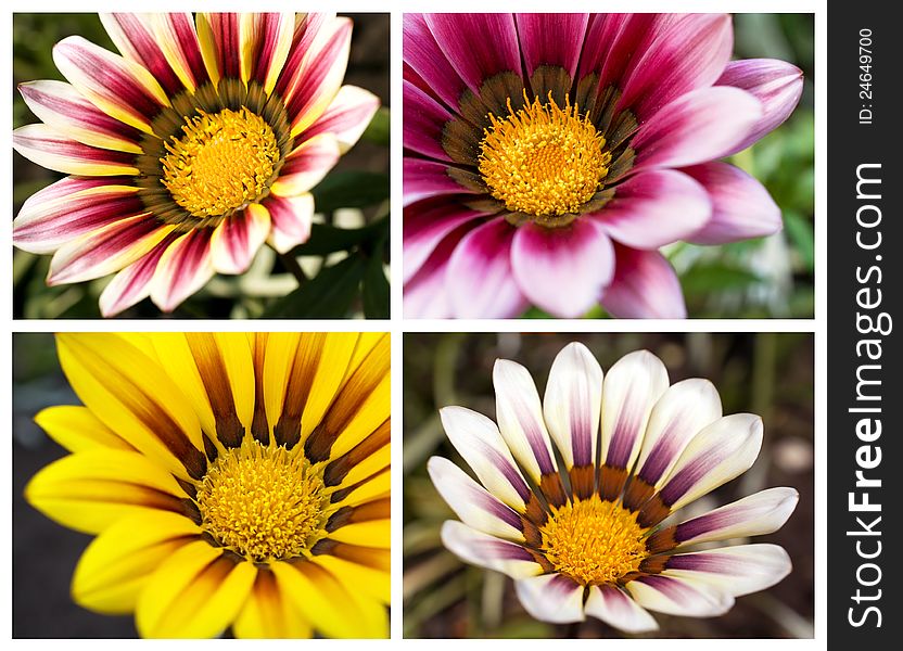 Floral collection of four images of daisies. Floral collection of four images of daisies