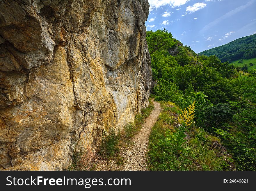 Beautiful spring foliage in a mountain forest on a bright sunny day. Beautiful spring foliage in a mountain forest on a bright sunny day