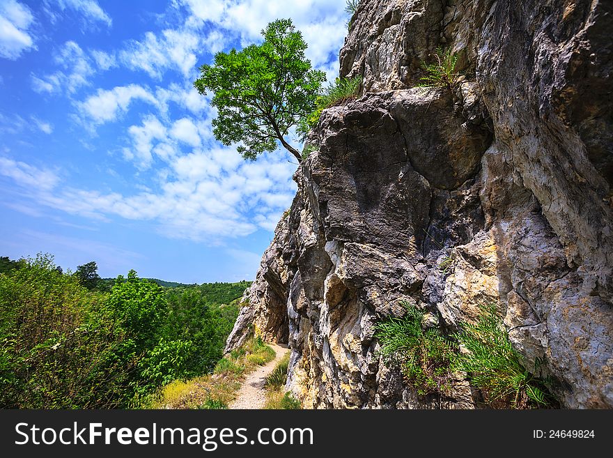 Beautiful Spring Foliage And A Mountain Forest