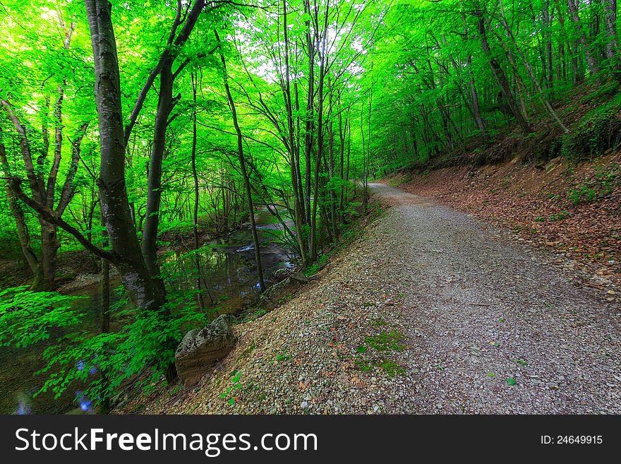 Green foliage in forest in spring. Green foliage in forest in spring