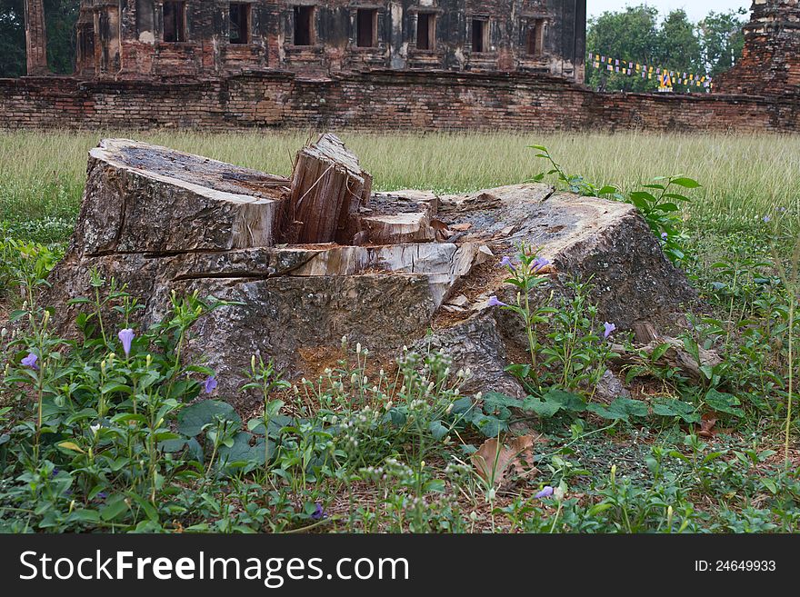 Stumps and remains of the old church.