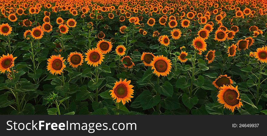 Sunflower Field In Warm Evening Light