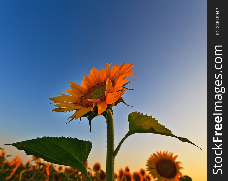 Sunflower Field In Warm Evening Light