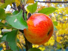 Ripe Apple In A Country Garden In Late Autumn Royalty Free Stock Image