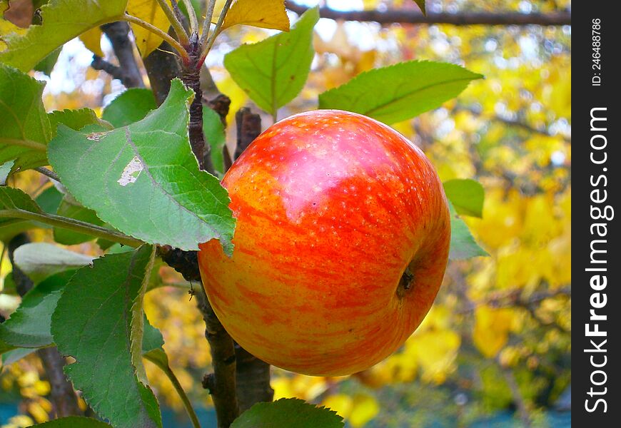 ripe apple in a country garden in late autumn