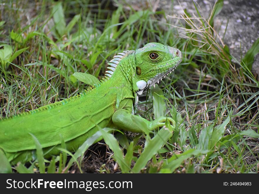 Backyard Visitor- Green Iguana Early Morning Basking In Someone& X27 S Backyard In Trinidad.