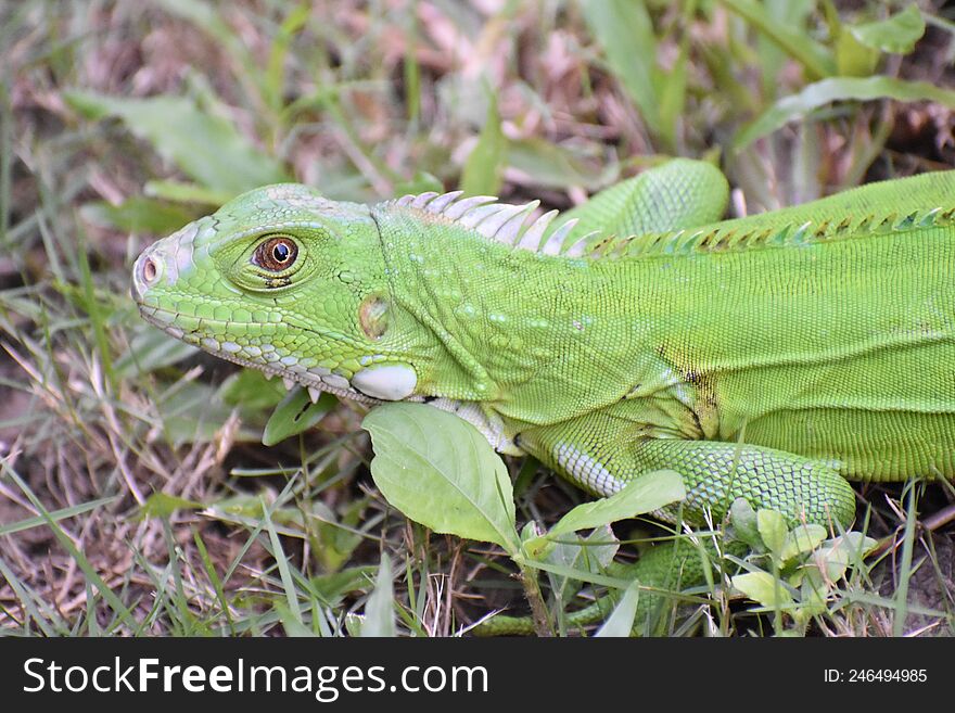 Backyard Visitor- Green Iguana Early Morning Basking In Someone& X27 S Backyard In Trinidad.