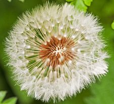 Dandelion Royalty Free Stock Images Dandelion Royalty Free Stock Images