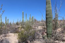 Saguaro National Park West Stock Image Saguaro National Park West Stock Image