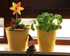 Basil And Rose And Dwarf On The Windowsill Royalty Free Stock Photography