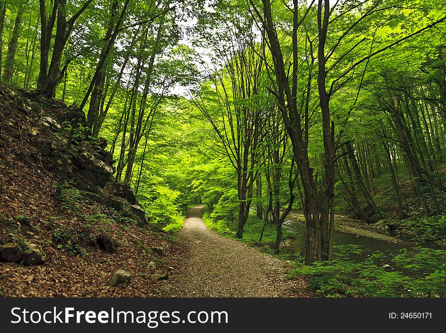 Peacefully flowing stream and autumn foliage in the forest in the mountains