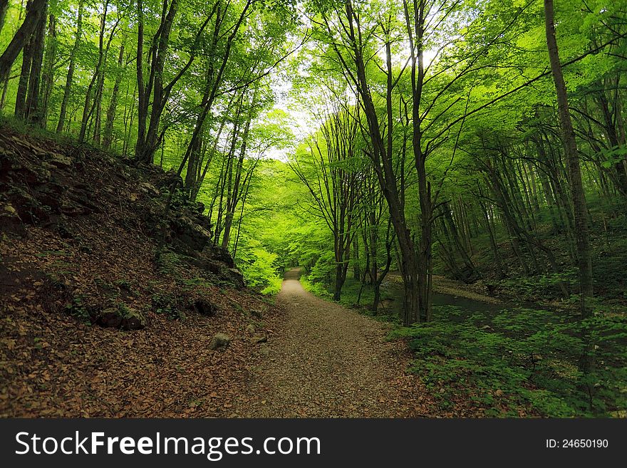 Green foliage in forest in spring by stream and waterfalls. Green foliage in forest in spring by stream and waterfalls